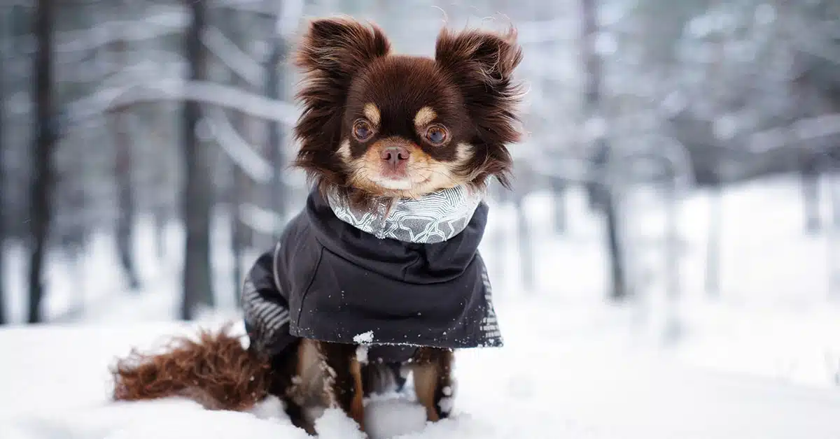 Így vigyázz a kutyádra télen
